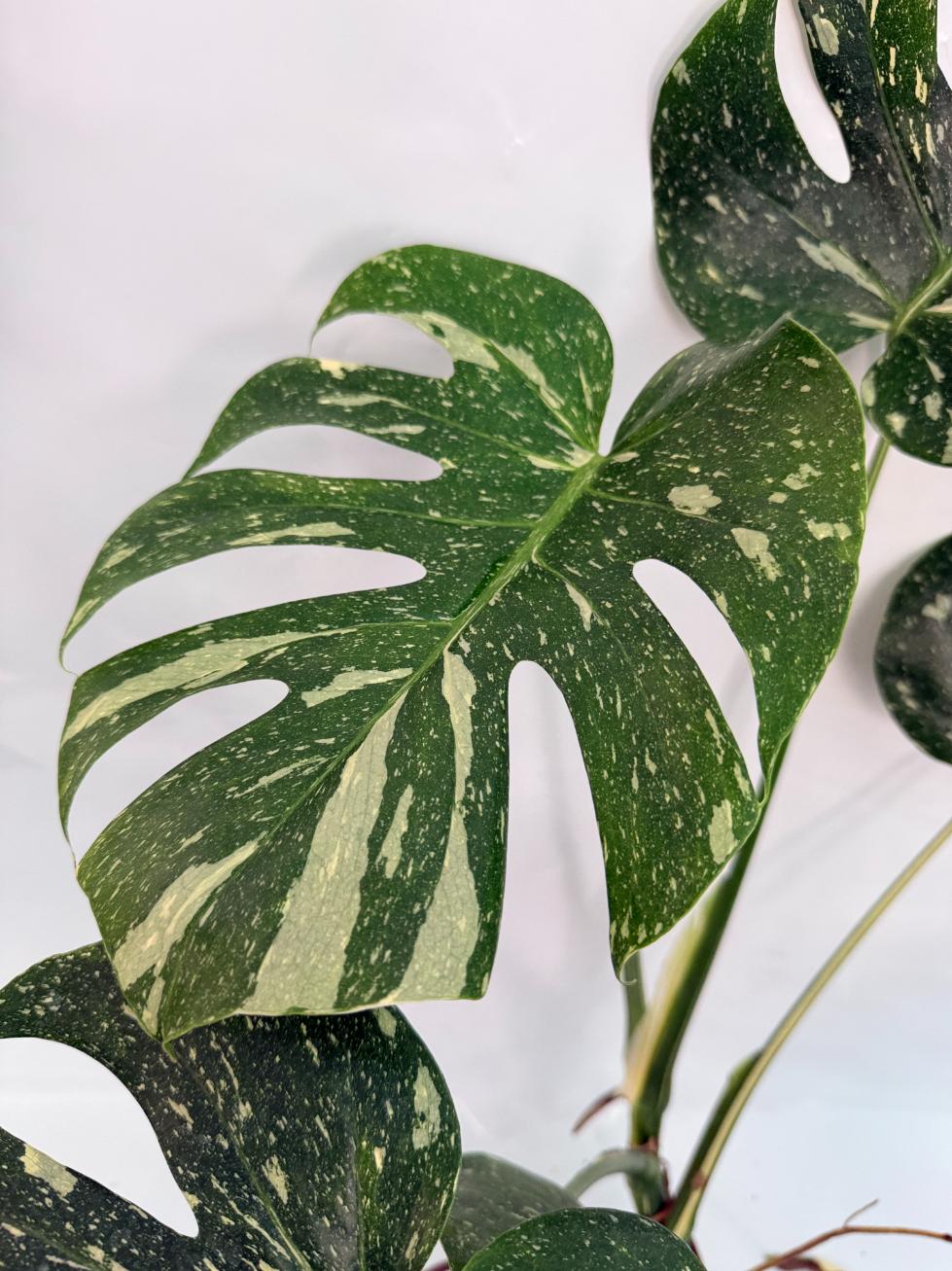 monstera albo thai constellation Large Monstera thai constellation