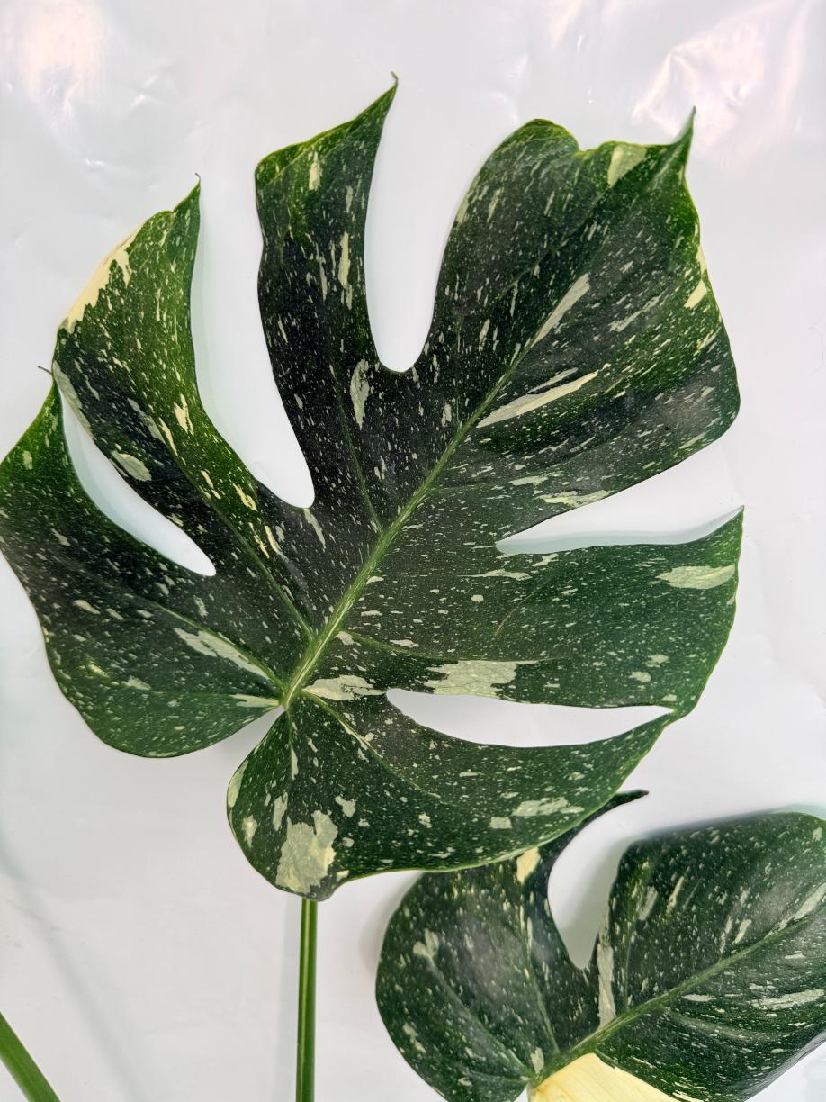 Monstera Thai Constellation XL 