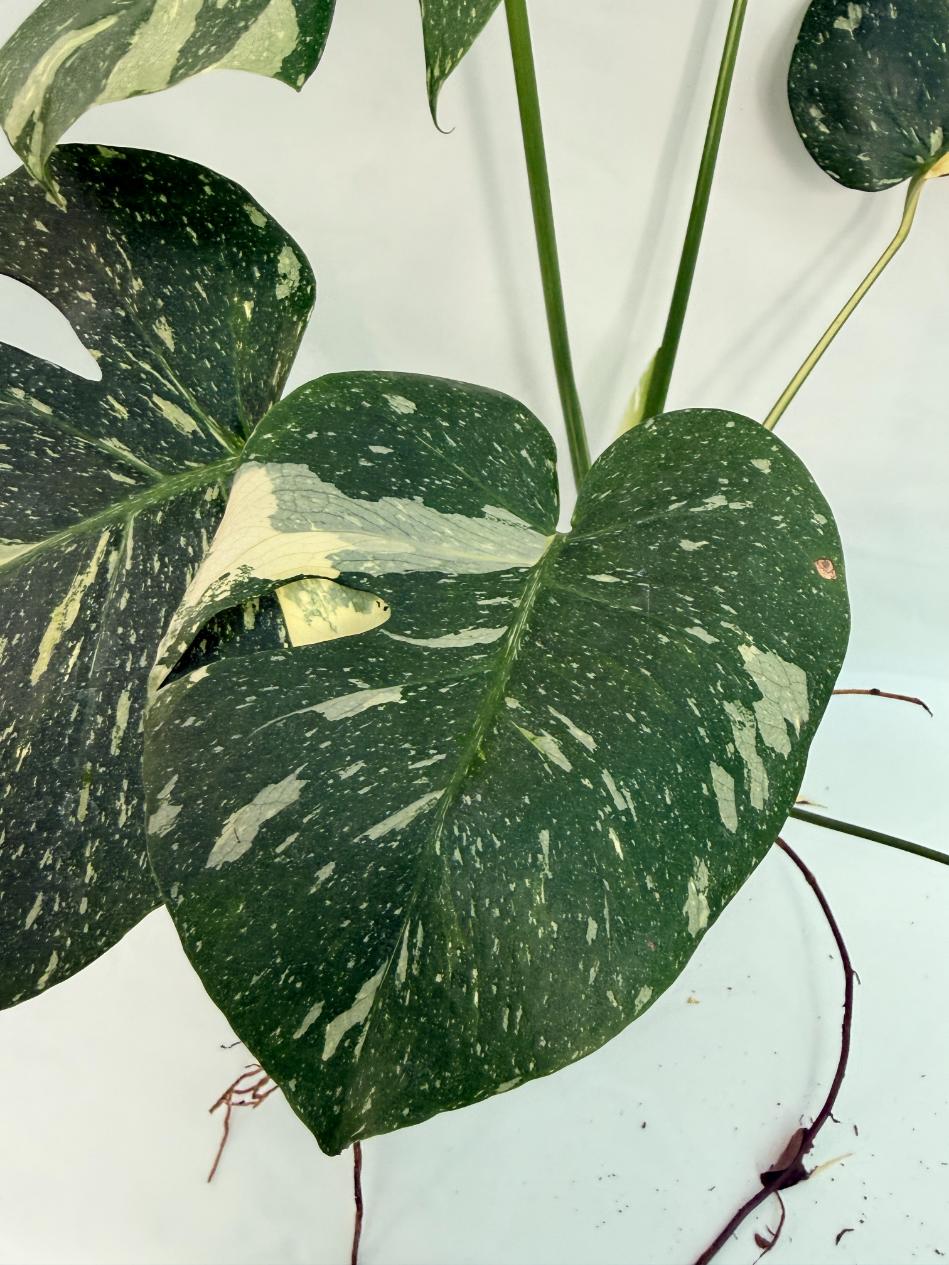 Monstera Thai Constellation XL 
