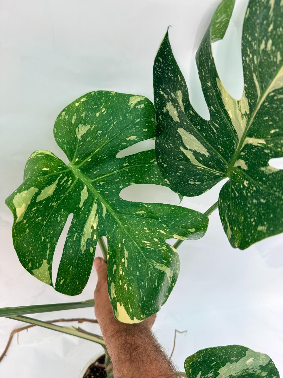 Monstera Thai Constellation XL