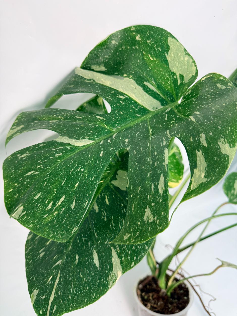 Monstera Thai Constellation XL