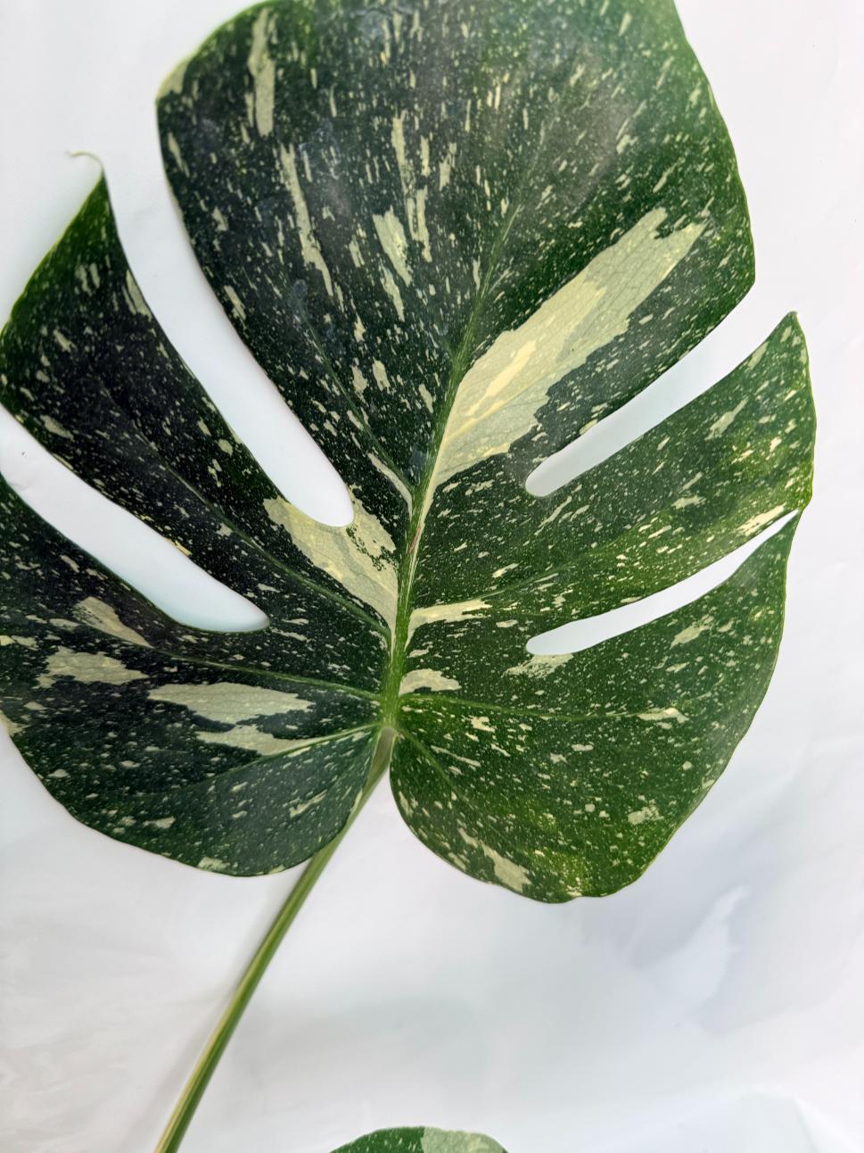 Monstera Thai Constellation XL