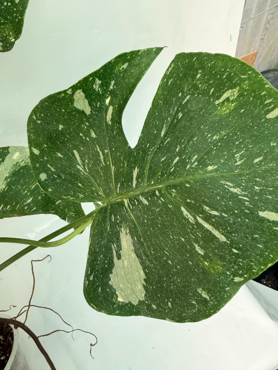 Monstera Thai Constellation XL