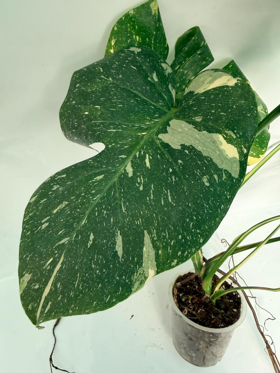 Monstera Thai Constellation XL