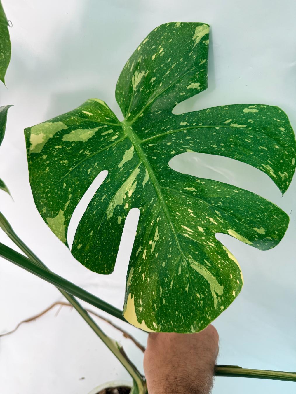 Monstera Thai Constellation XL