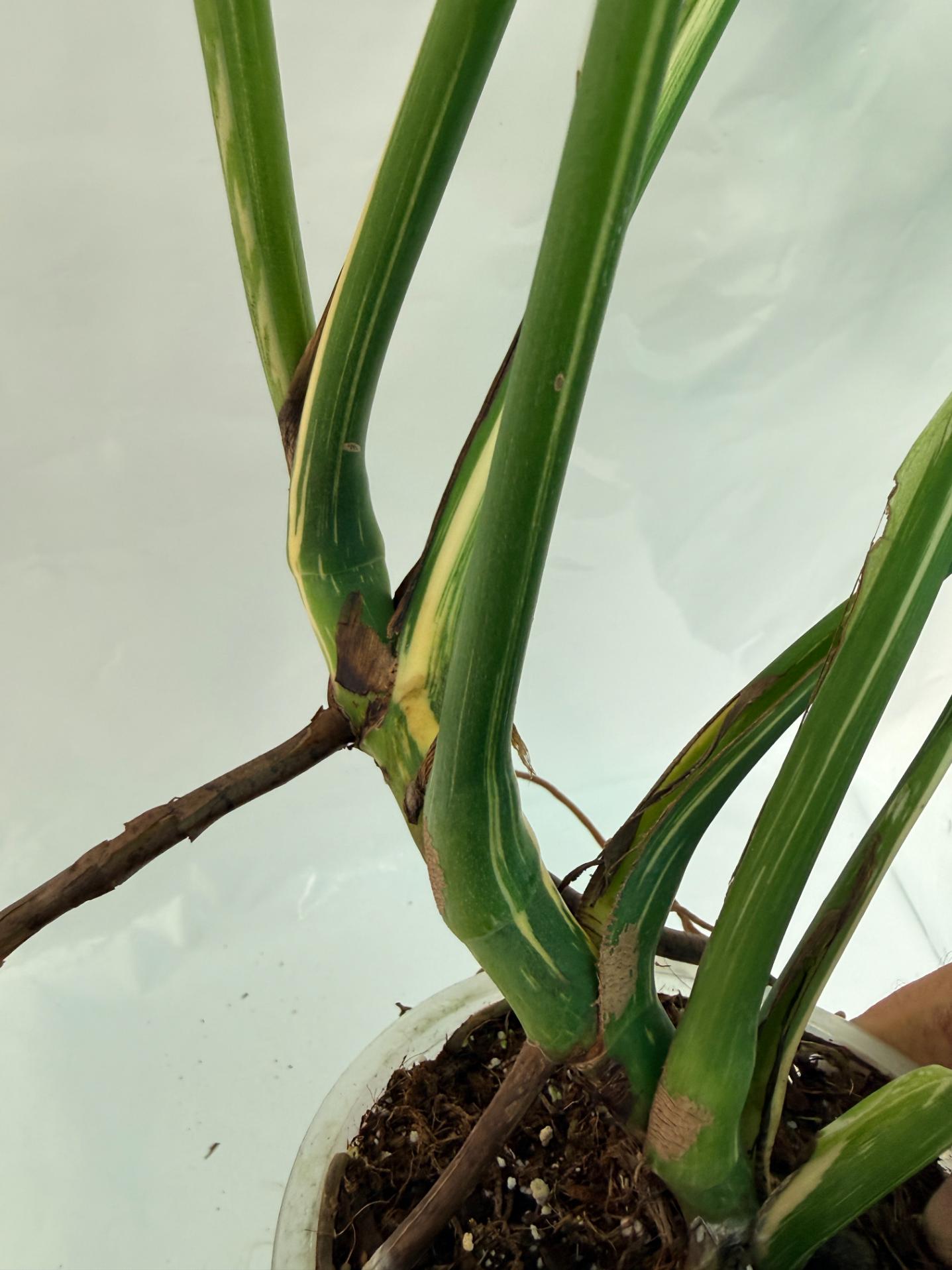 Monstera Thai Constellation XL