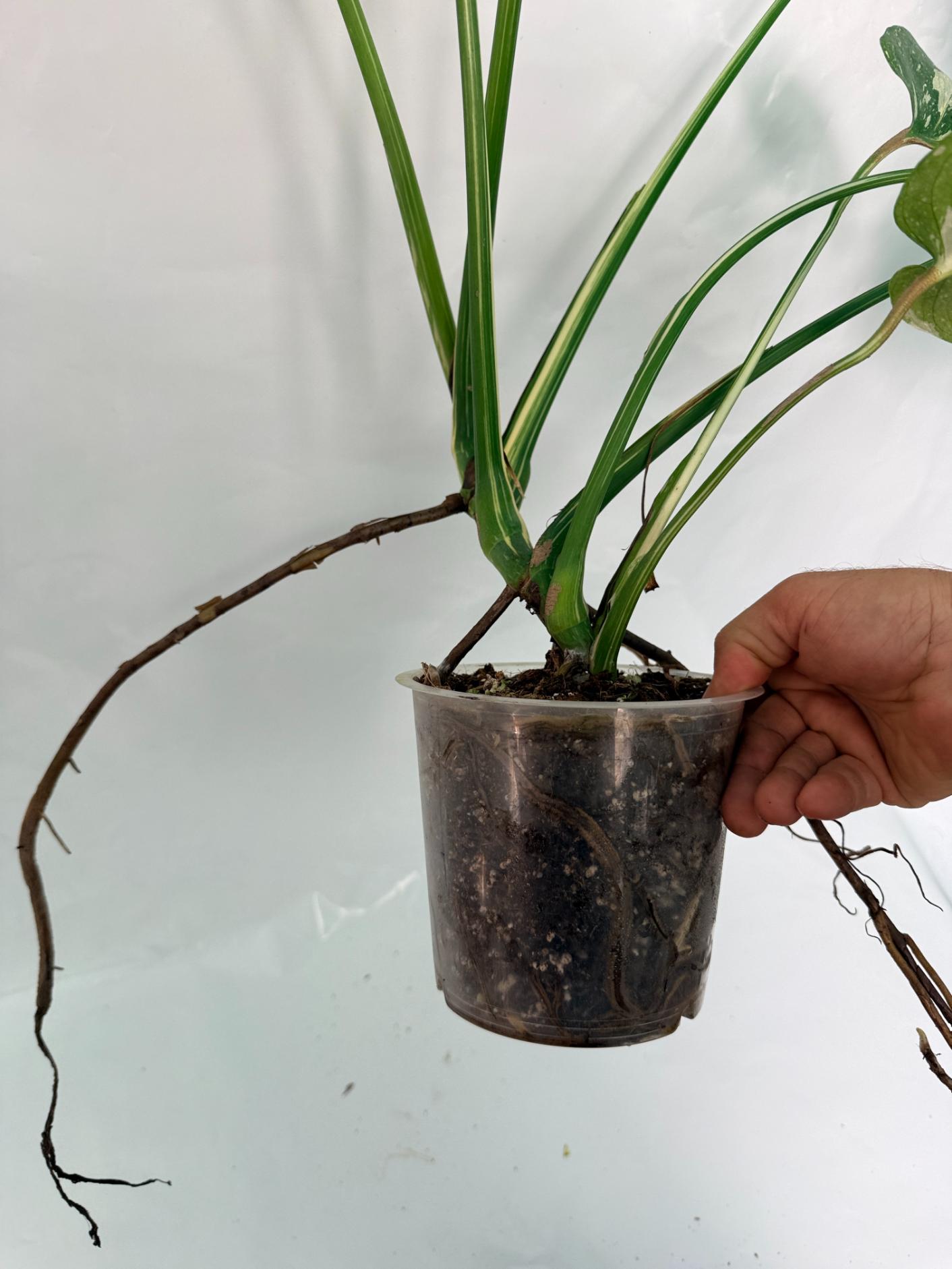 Monstera Thai Constellation XL