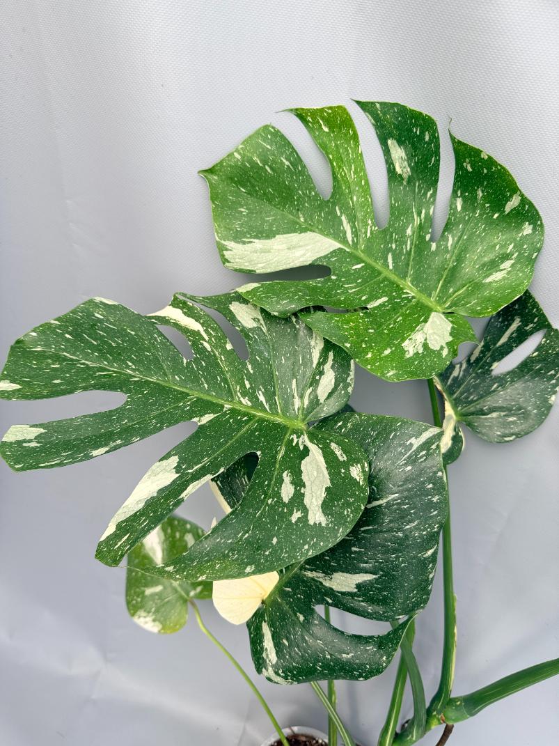 Monstera Thai Constellation XL 06