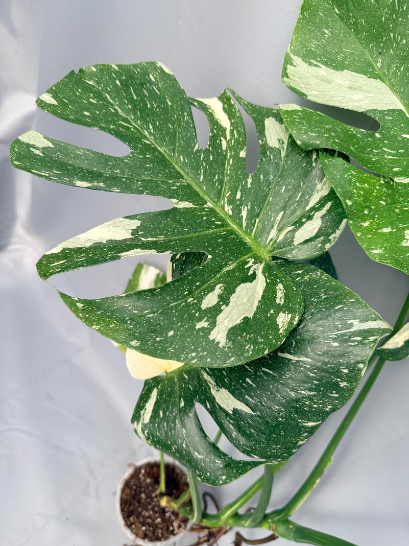 Monstera Thai Constellation XL 07