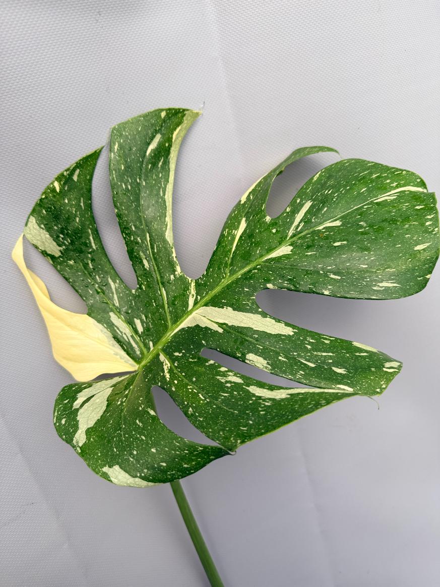 Monstera Thai Constellation XL 08