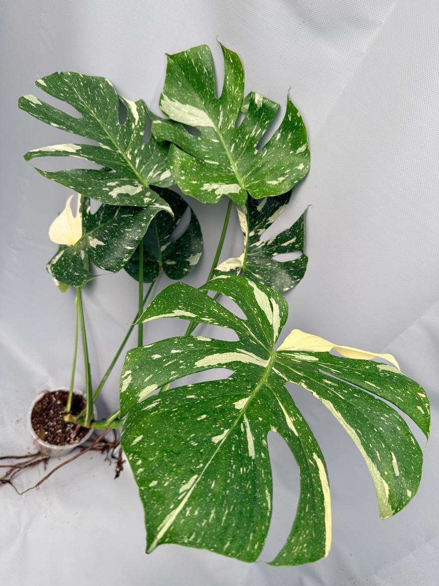 Monstera Thai Constellation XL 09