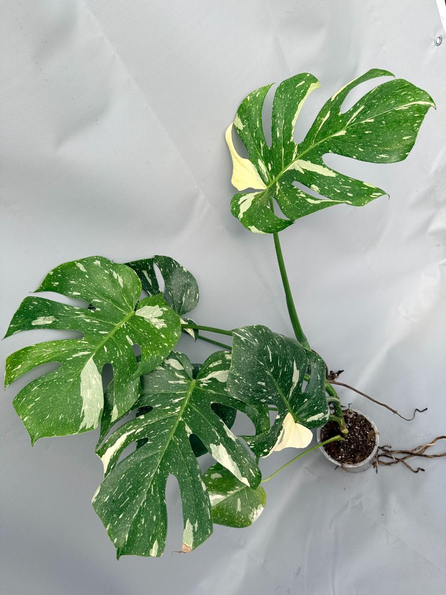 Monstera Thai Constellation XL 01
