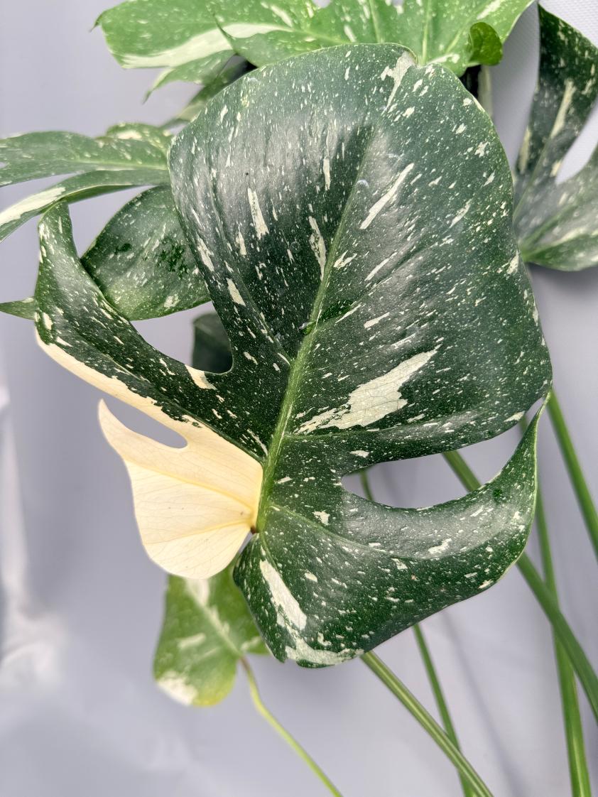 Monstera Thai Constellation XL 02