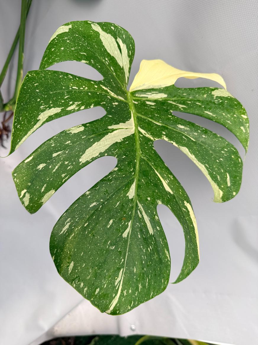 Monstera Thai Constellation XL 03