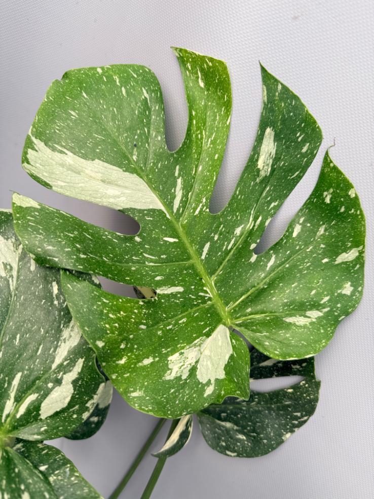 Monstera Thai Constellation XL 04