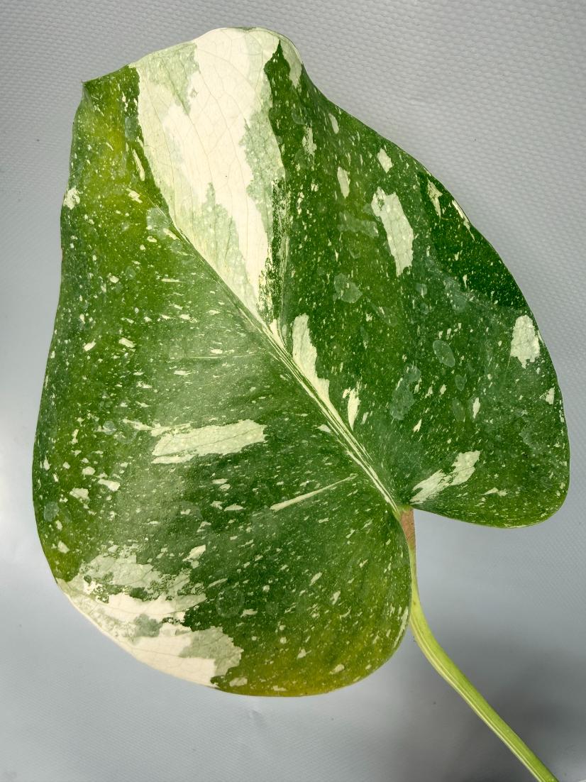 Monstera Thai Constellation XL 05