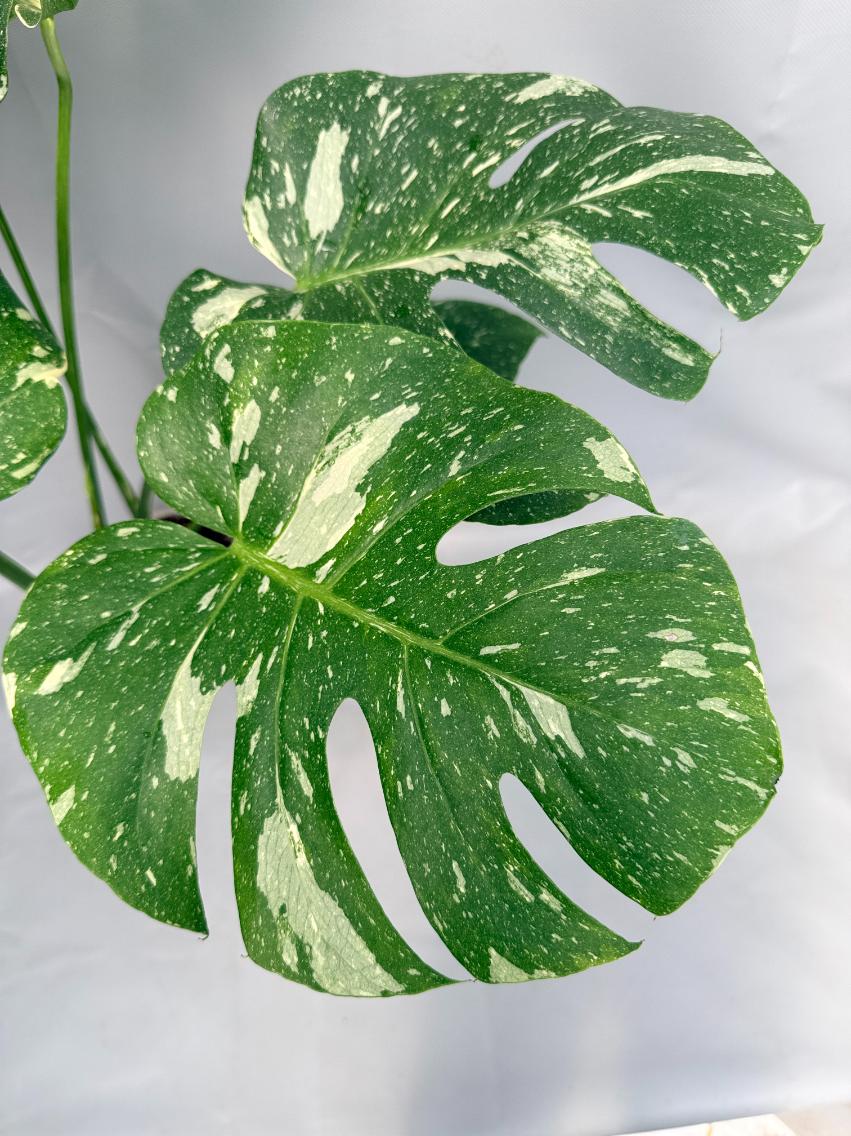 Monstera Thai Constellation XL