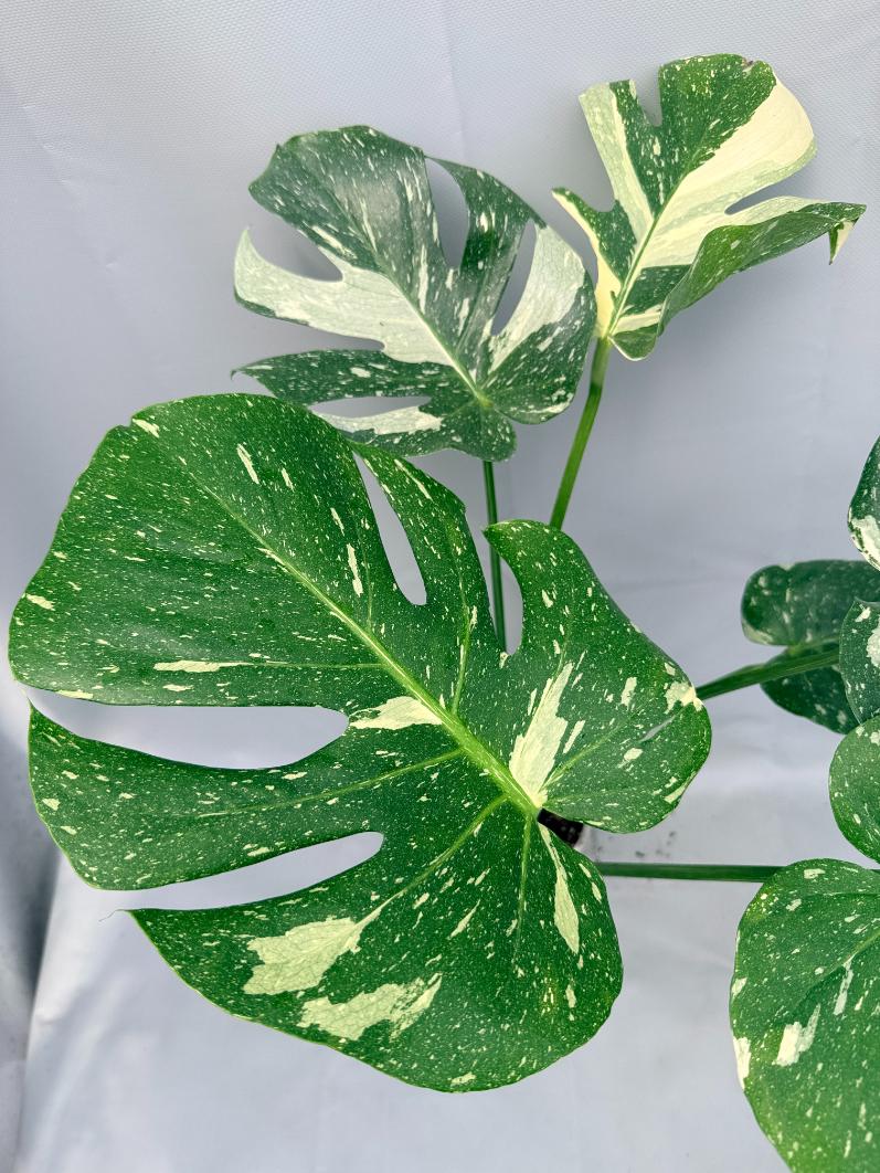 Monstera Thai Constellation XL