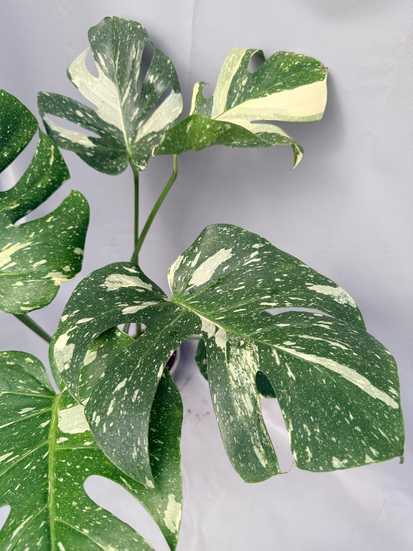 Monstera Thai Constellation XL