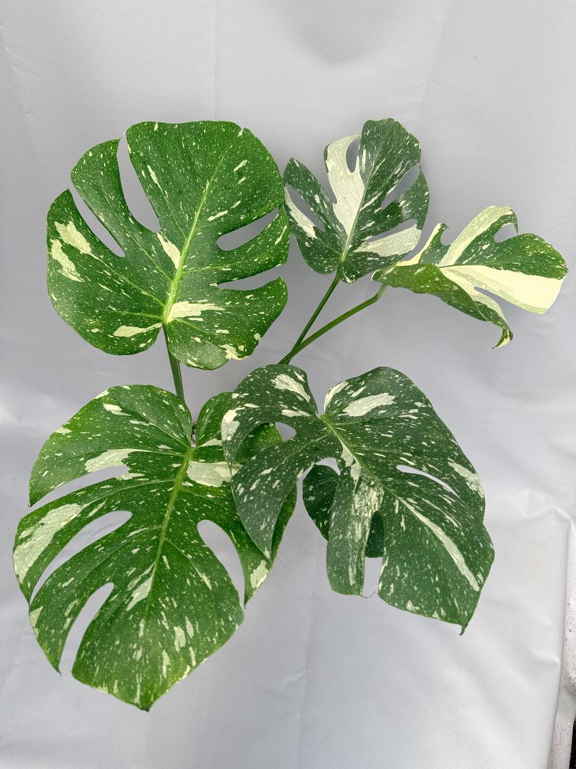 Monstera Thai Constellation XL