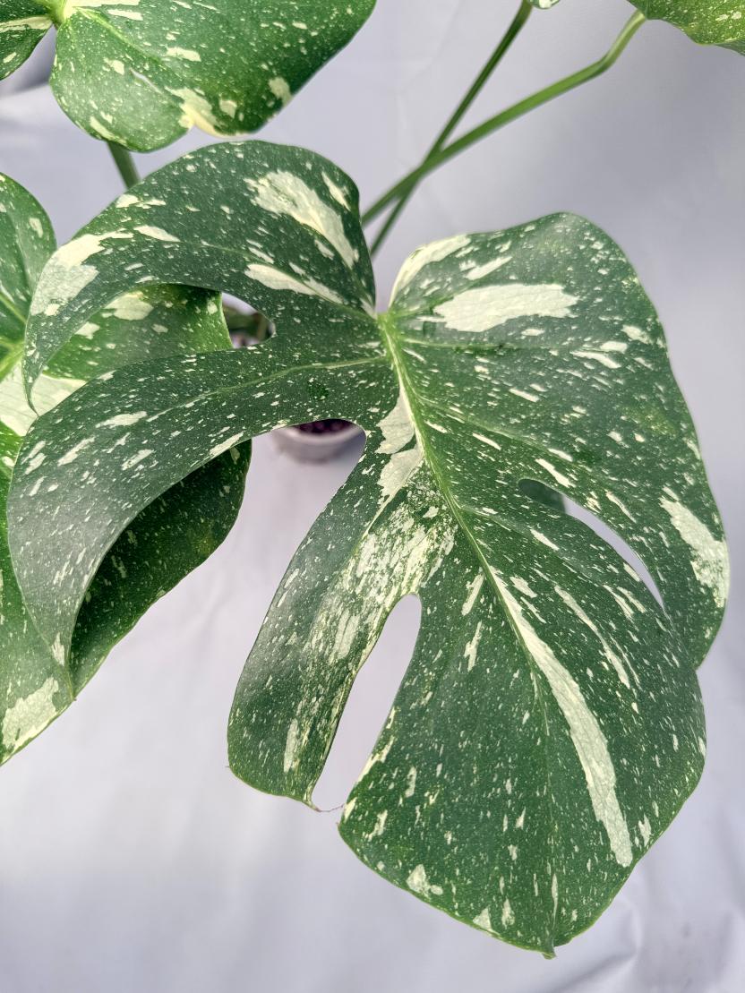 Monstera Thai Constellation XL