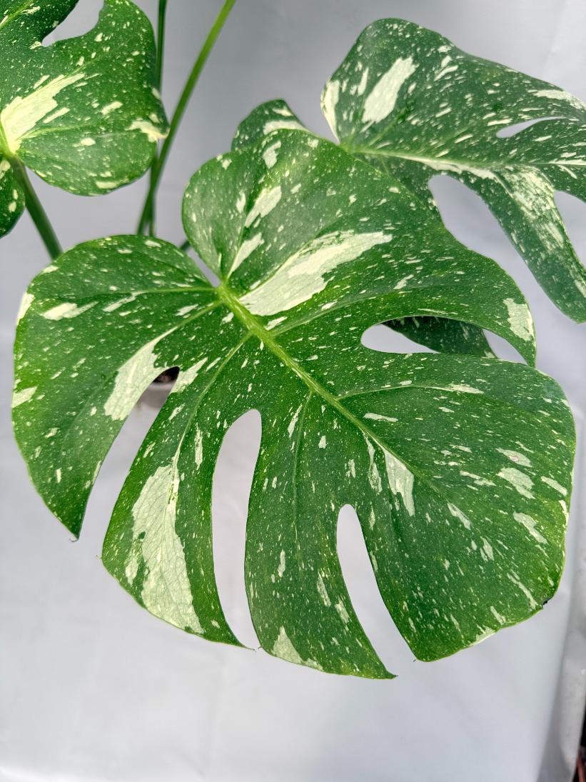 Monstera Thai Constellation XL