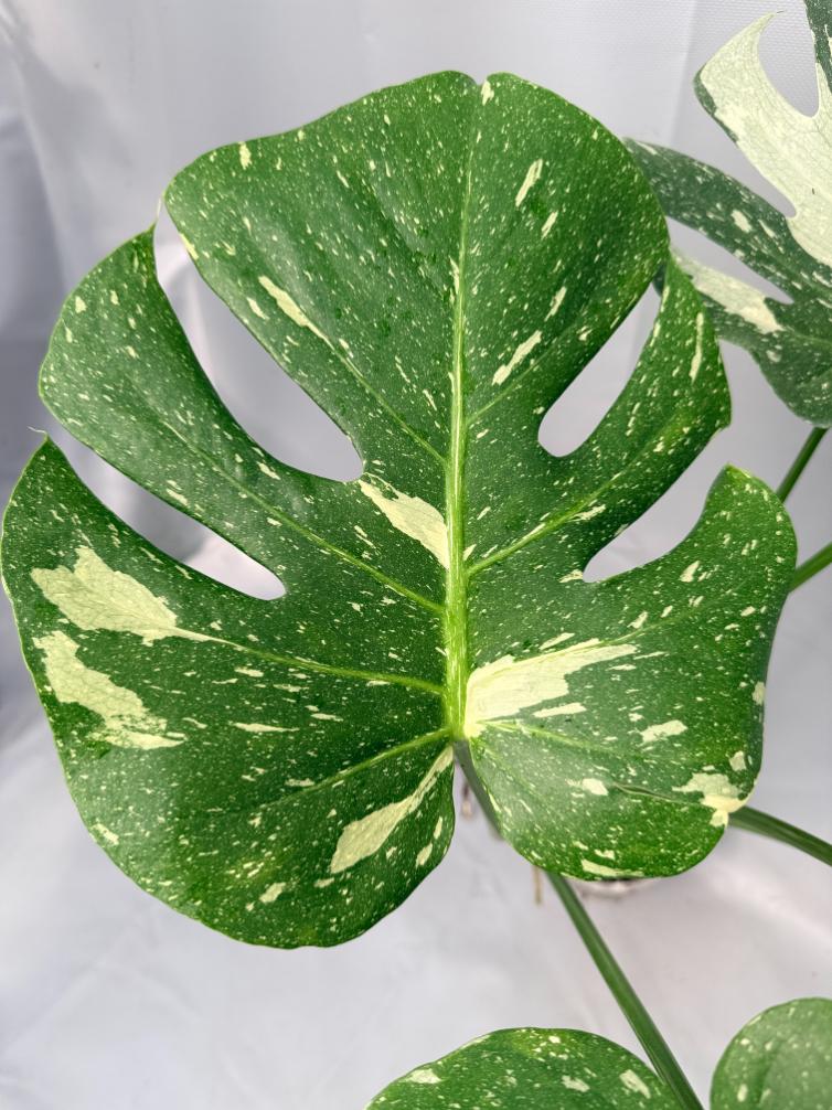 Monstera Thai Constellation XL