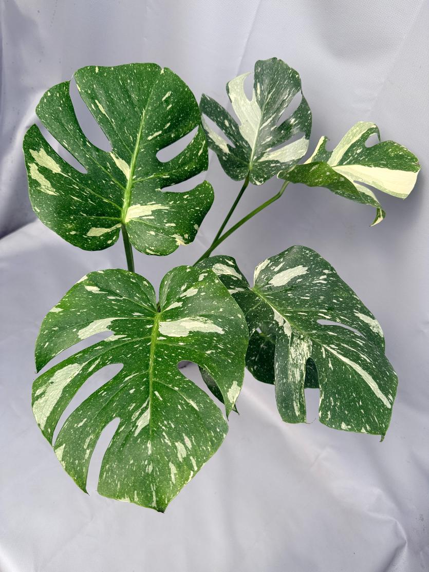 Monstera Thai Constellation XL
