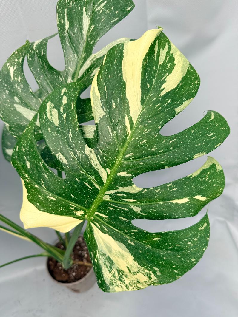Monstera Thai Constellation XL 05