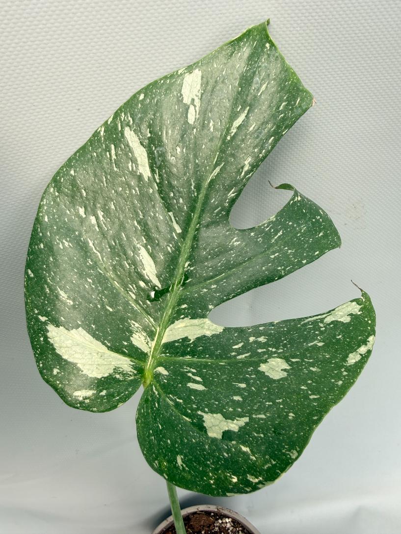 Monstera Thai Constellation XL 06