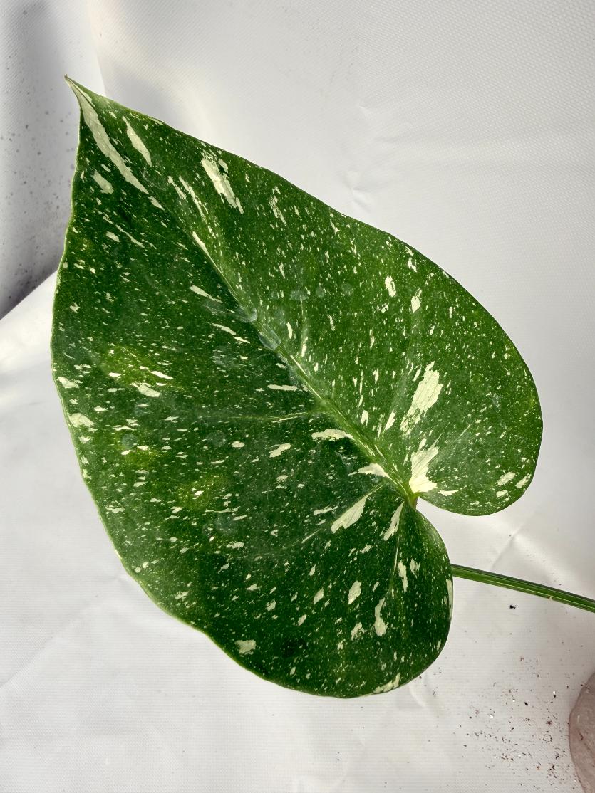 Monstera Thai Constellation XL 07
