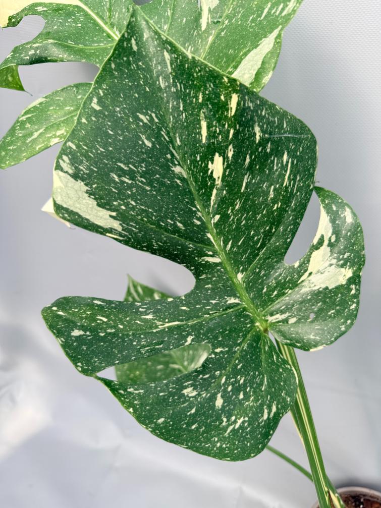Monstera Thai Constellation XL 08