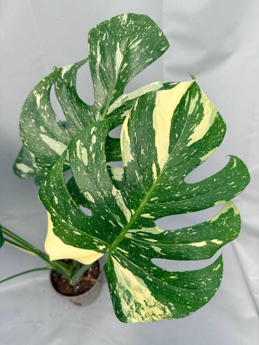 Monstera Thai Constellation XL 09