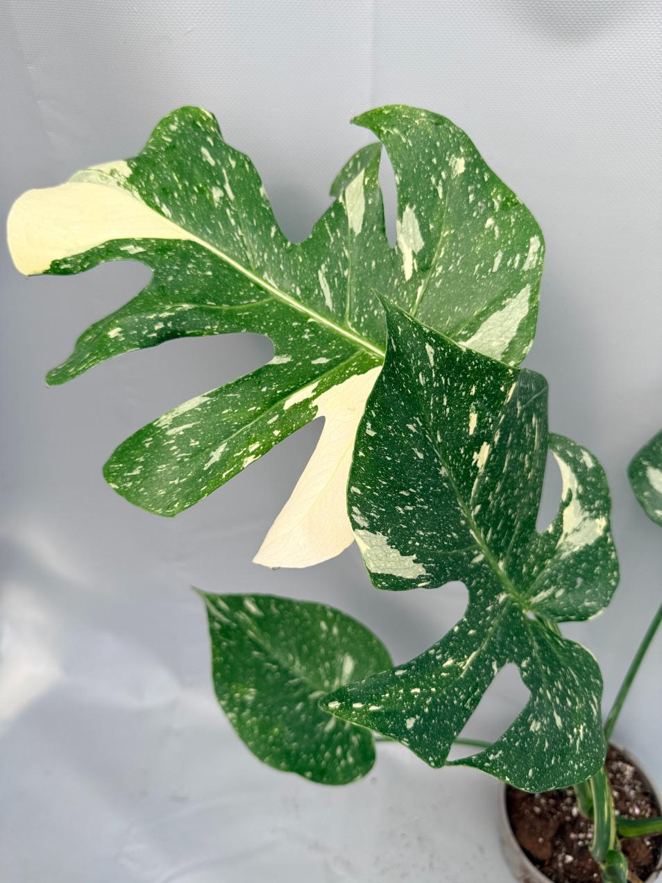 Monstera Thai Constellation XL 10