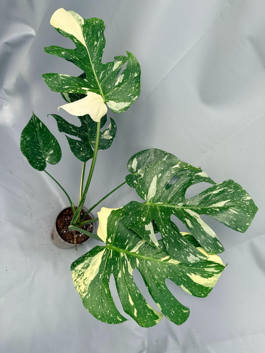 Monstera Thai Constellation XL 01