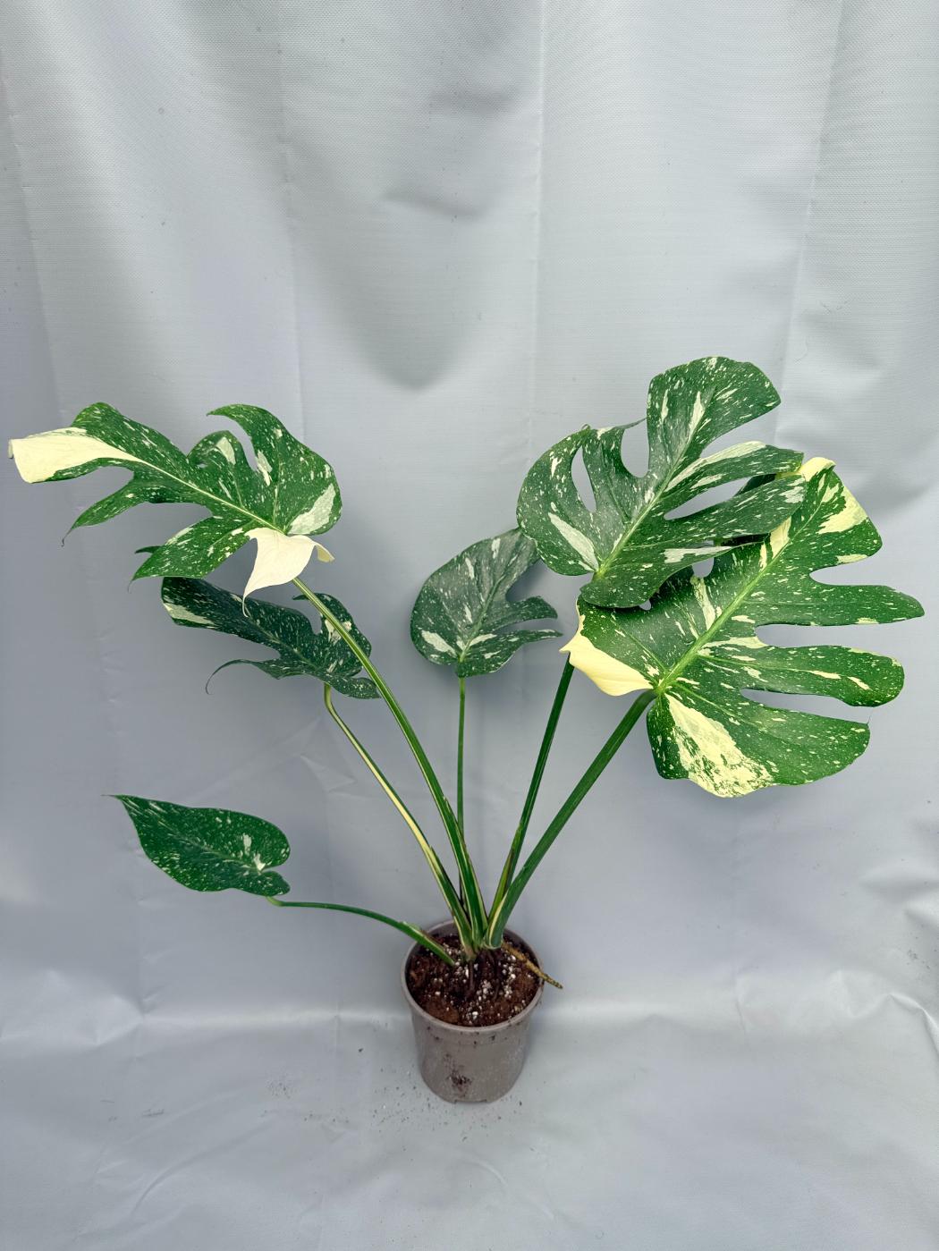 Monstera Thai Constellation XL 02