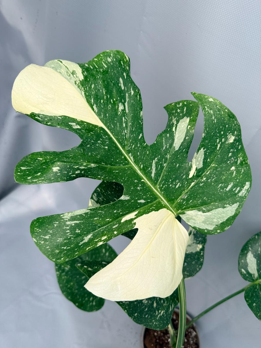 Monstera Thai Constellation XL 03