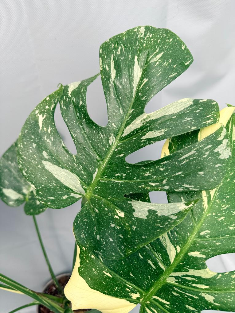 Monstera Thai Constellation XL 04