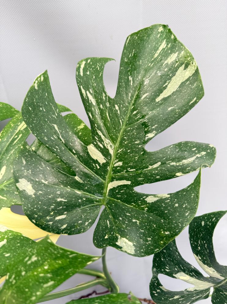 Monstera Thai Constellation XL 07