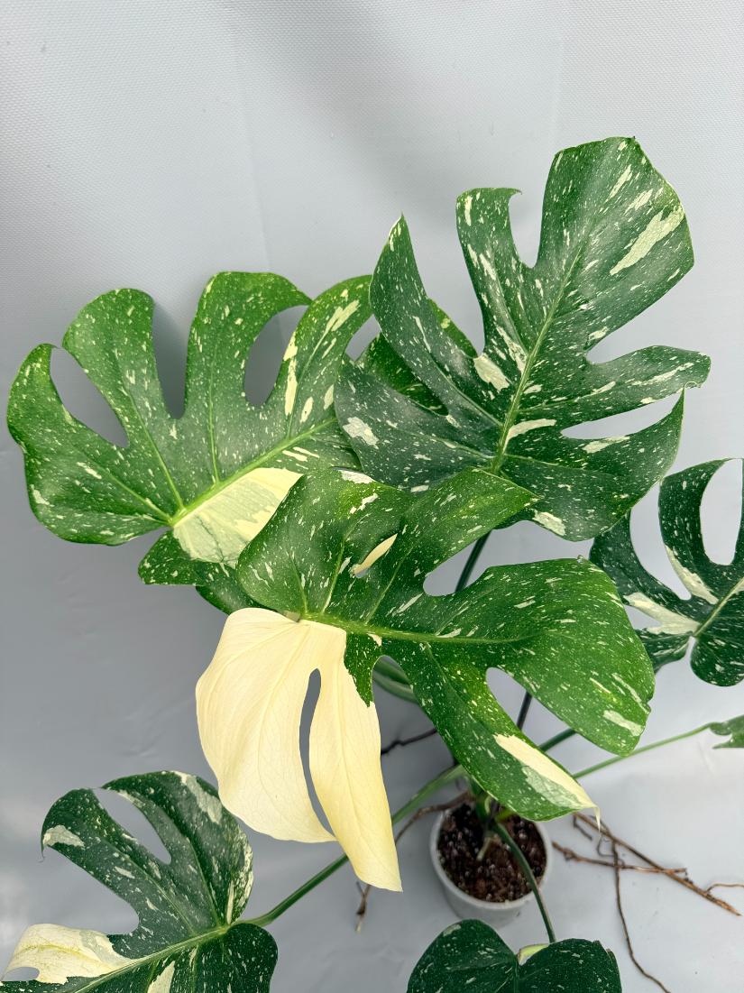 Monstera Thai Constellation XL 08