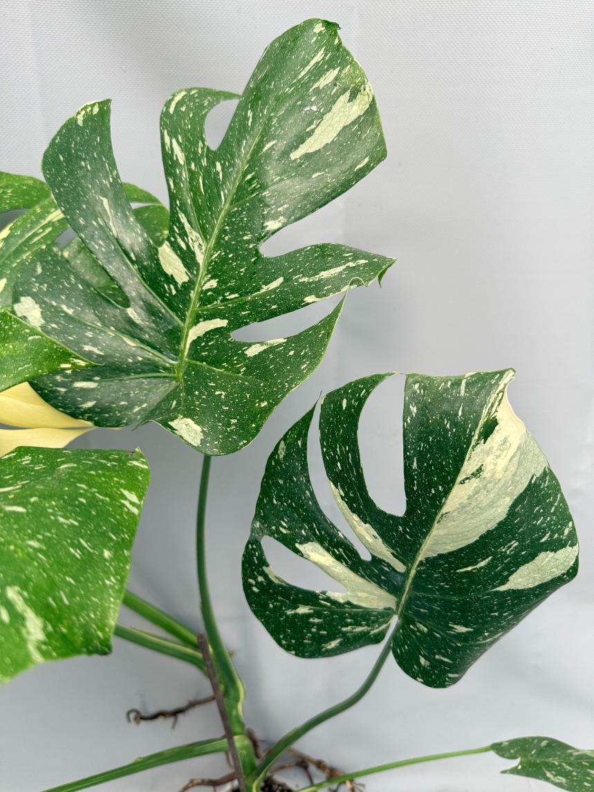 Monstera Thai Constellation XL 09