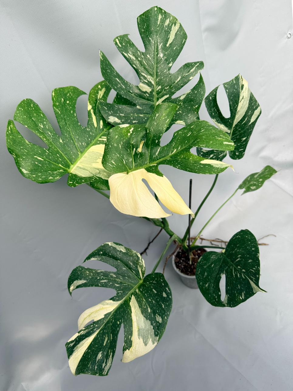 Monstera Thai Constellation XL 01
