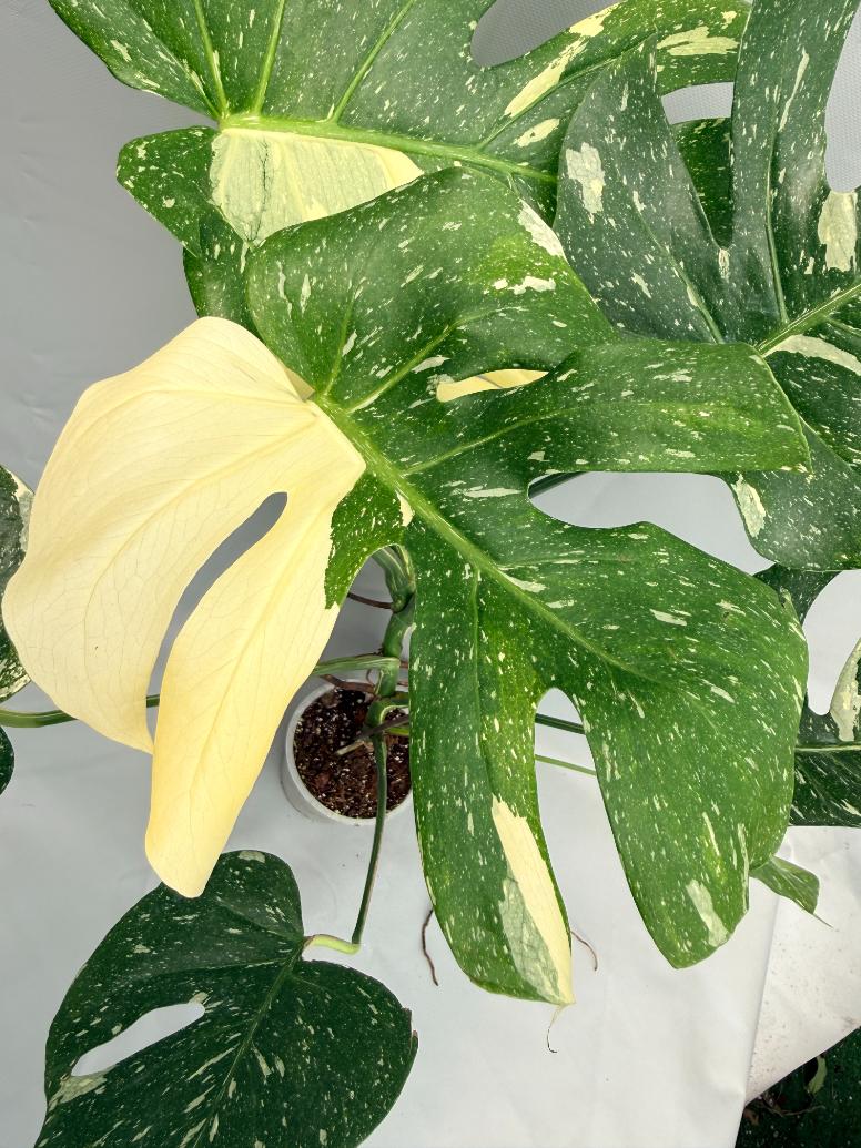Monstera Thai Constellation XL 02