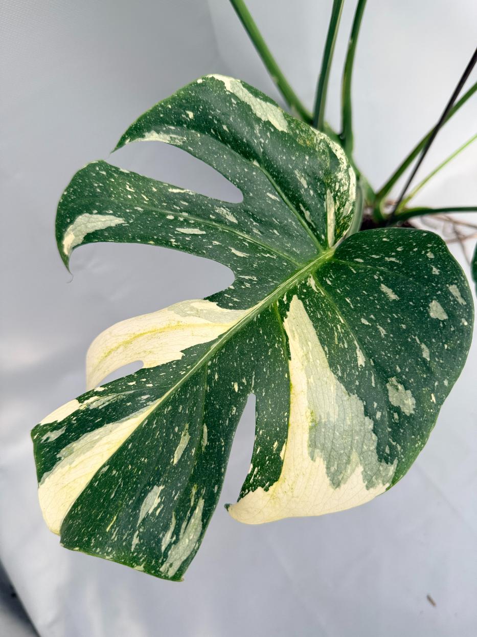 Monstera Thai Constellation XL 03