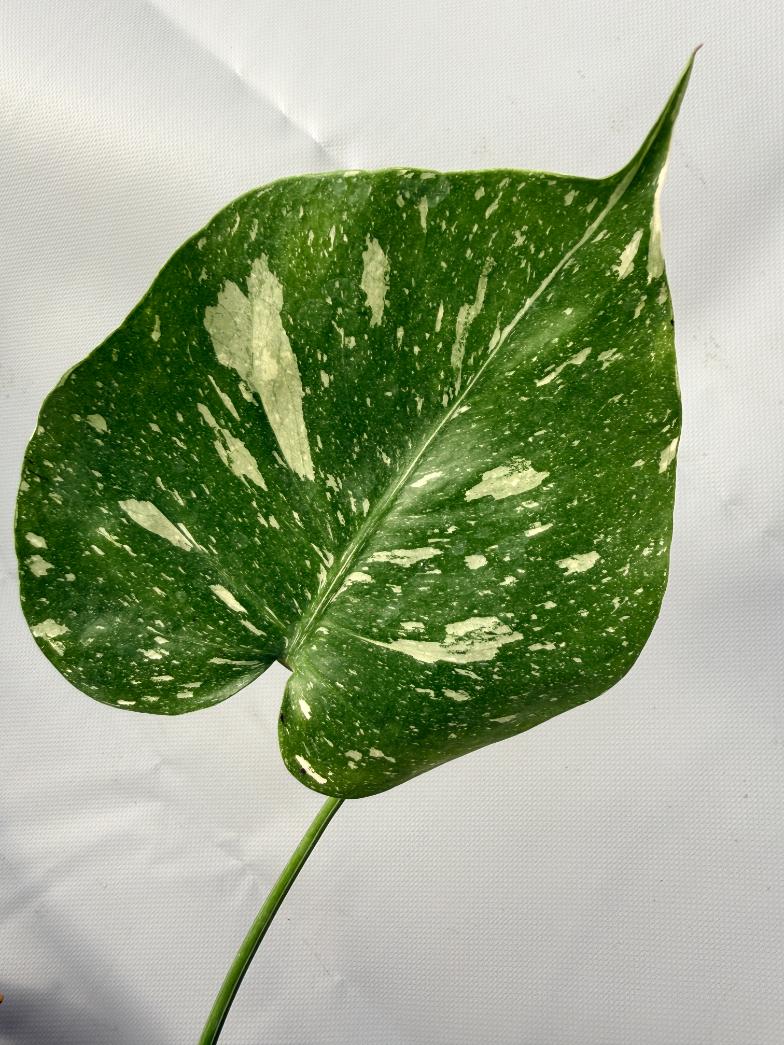 Monstera Thai Constellation XL 04