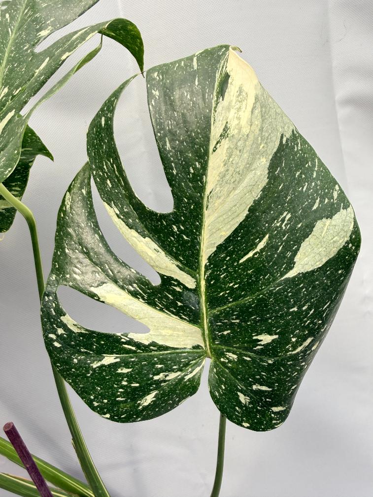Monstera Thai Constellation XL 05