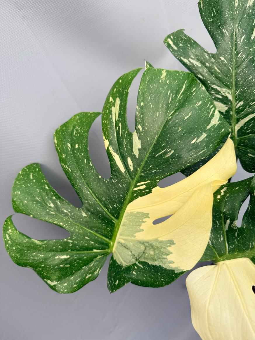 Monstera Thai Constellation XL 06