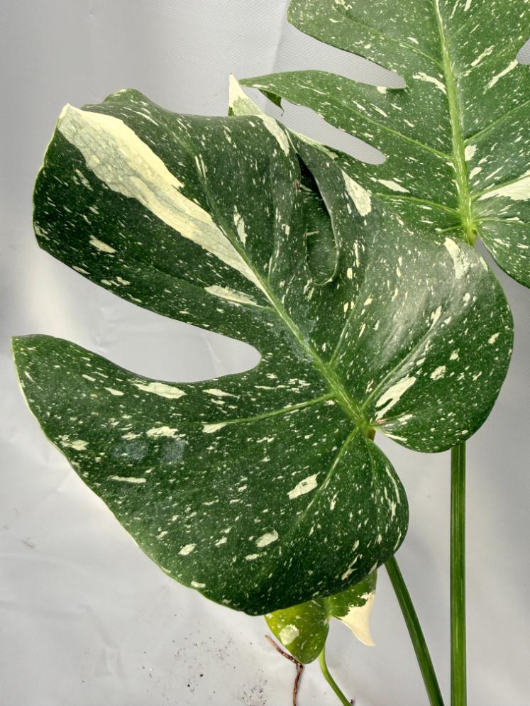 Monstera Thai Constellation XL 08