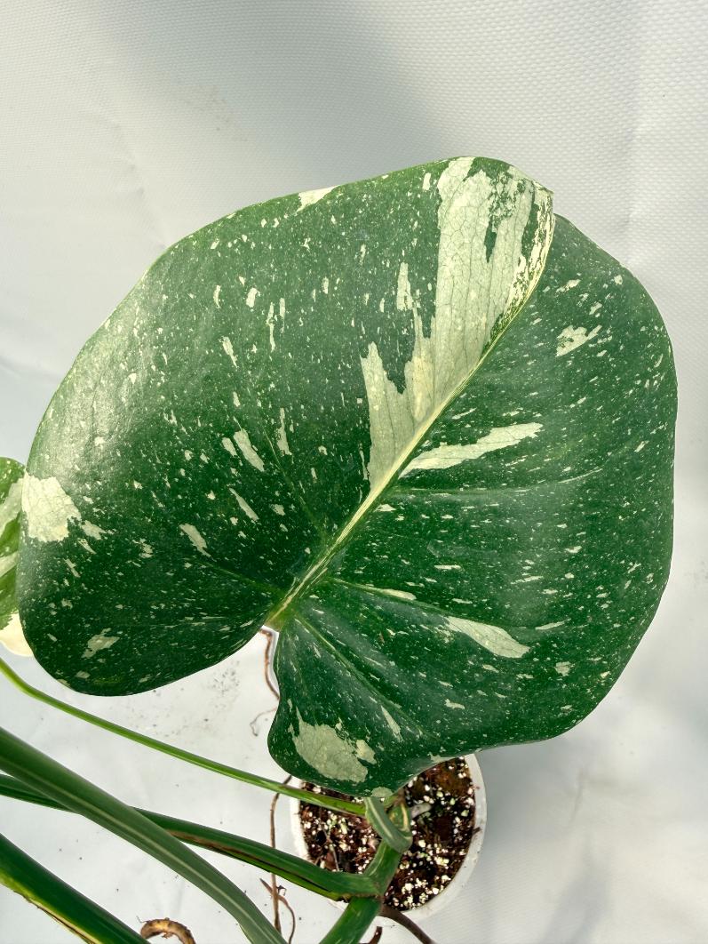 Monstera Thai Constellation XL 09