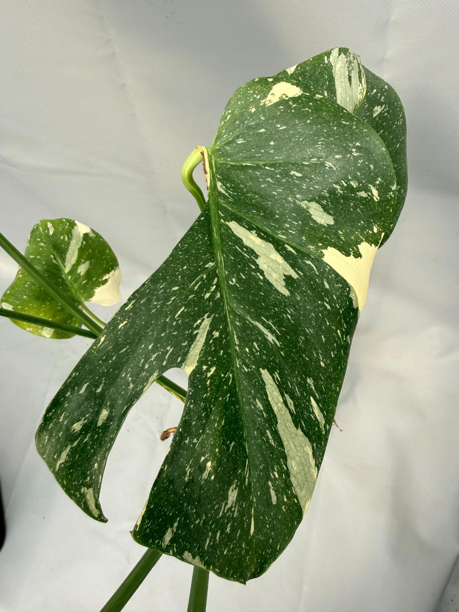 Monstera Thai Constellation XL 10